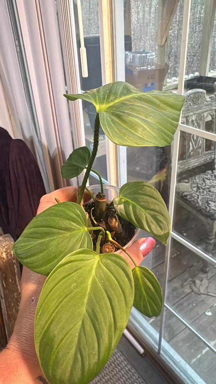 plant/Fuzzy petiole philo x4 in pot!-0