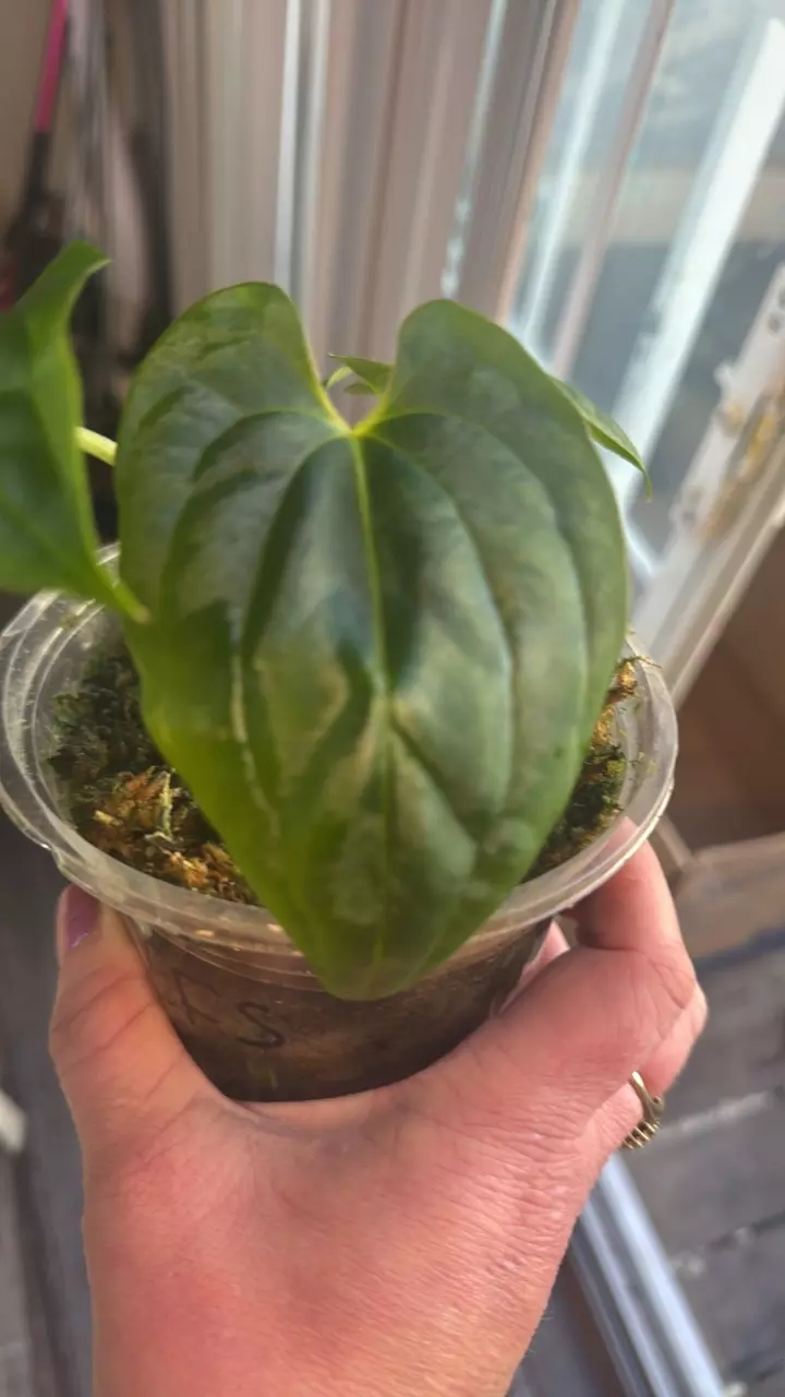 plant/RLFS X LG PAP seedling-3