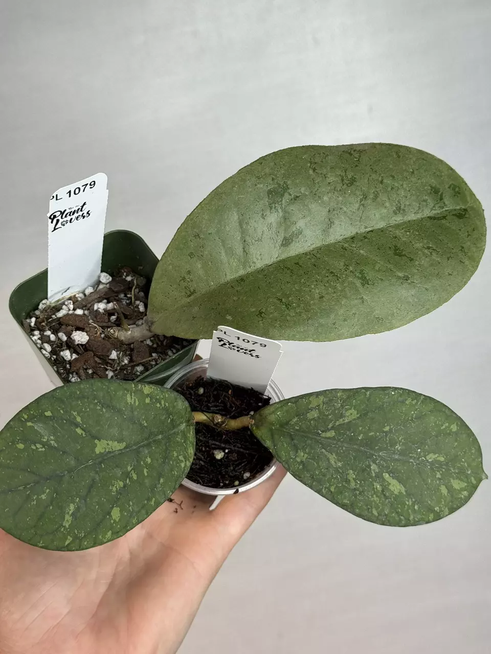 plant/PL1079: GIANT Forbessi Silver + FREE Meredithii Splash-0