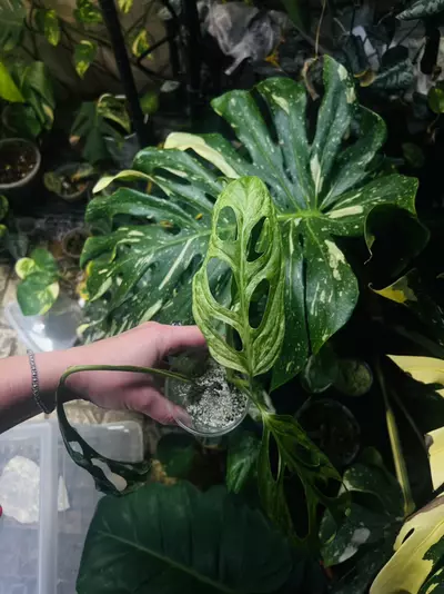 plant/Monstera Adansonii Blue Mint/Indo Mint (A)-3-thumbnail