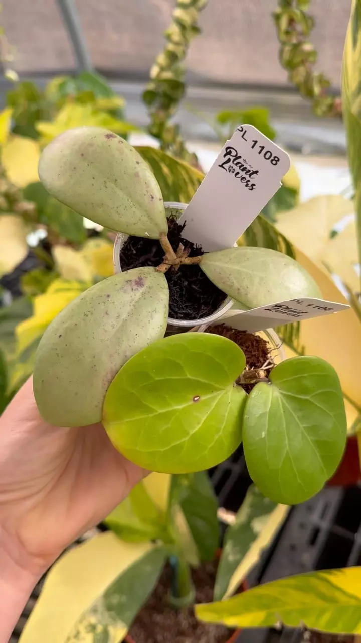 plant/PL1108: Silver Erythrostemma + FREE SS7-21-0