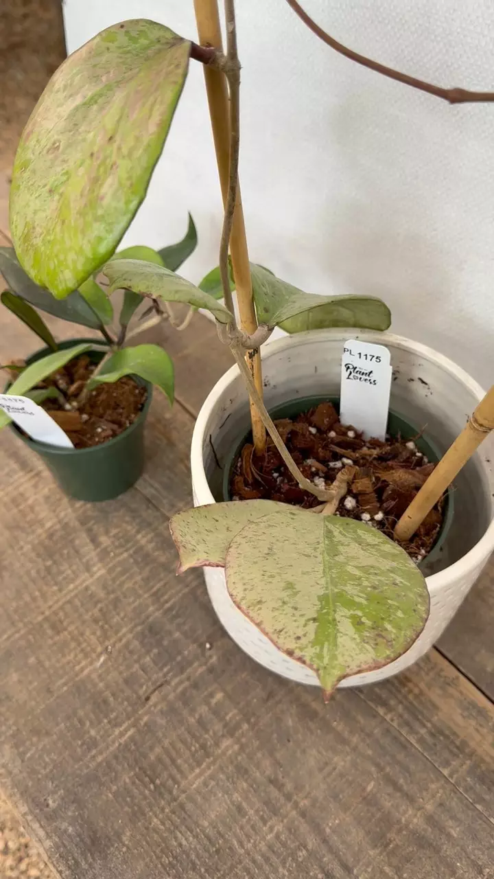 plant/PL1175: Imperfect Michelle Silver + FREE Purple Hawaiian-0