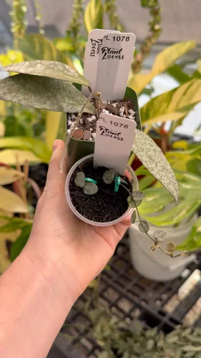 plant/PL1076: Flagellata Silver New Lead + Silver Serpens-0-thumbnail