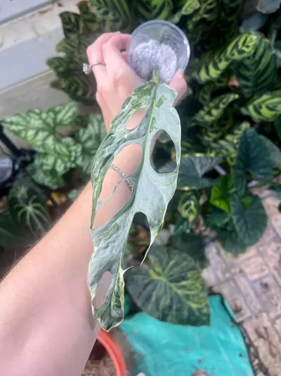 plant/Monstera Adansonii Blue Mint/Indo Mint (A)-6-thumbnail