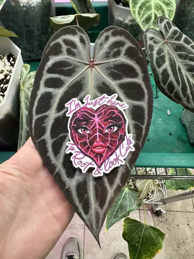 plant/Root and Look Cute Sticker Add on!-0-thumbnail