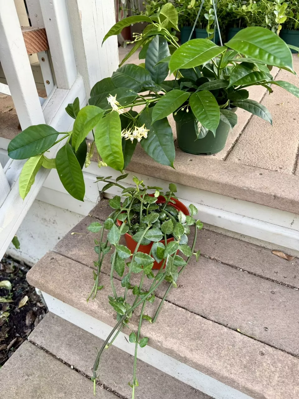 plant/6” Shooting Star + 6” Ceropegia Sandersonii BUNDLE $20 OFF!-0