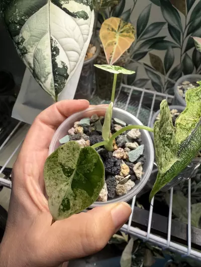 plant/Dragon Scale Mint pup! Corm grown! Mom in last pictures!-2-thumbnail