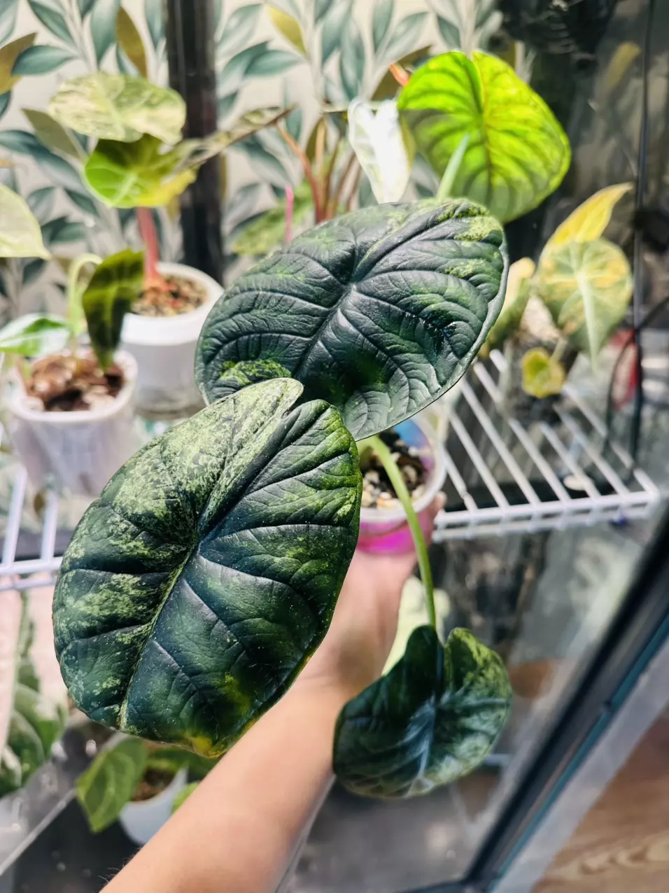 plant/Dragon Scale Mint pup! Corm grown! Mom in last pictures!-5