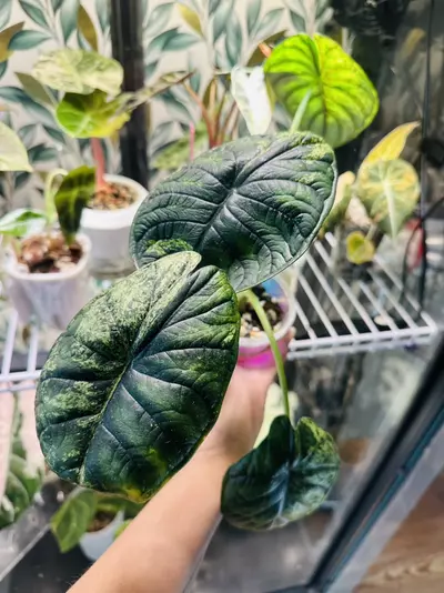 plant/Dragon Scale Mint pup! Corm grown! Mom in last pictures!-5-thumbnail