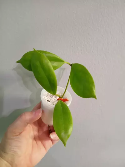 plant/Hoya Incrassata-0-thumbnail