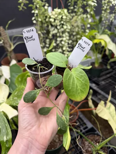 plant/PL1074: Hoya SS7-21 + Free ETS-10 Splash-0-thumbnail