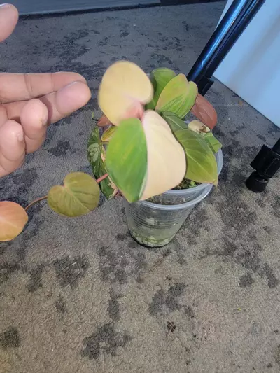 plant/Var mican aurea, 19 leafs-0-thumbnail