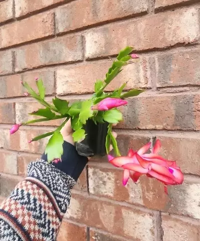 plant/Holiday cactus-0-thumbnail