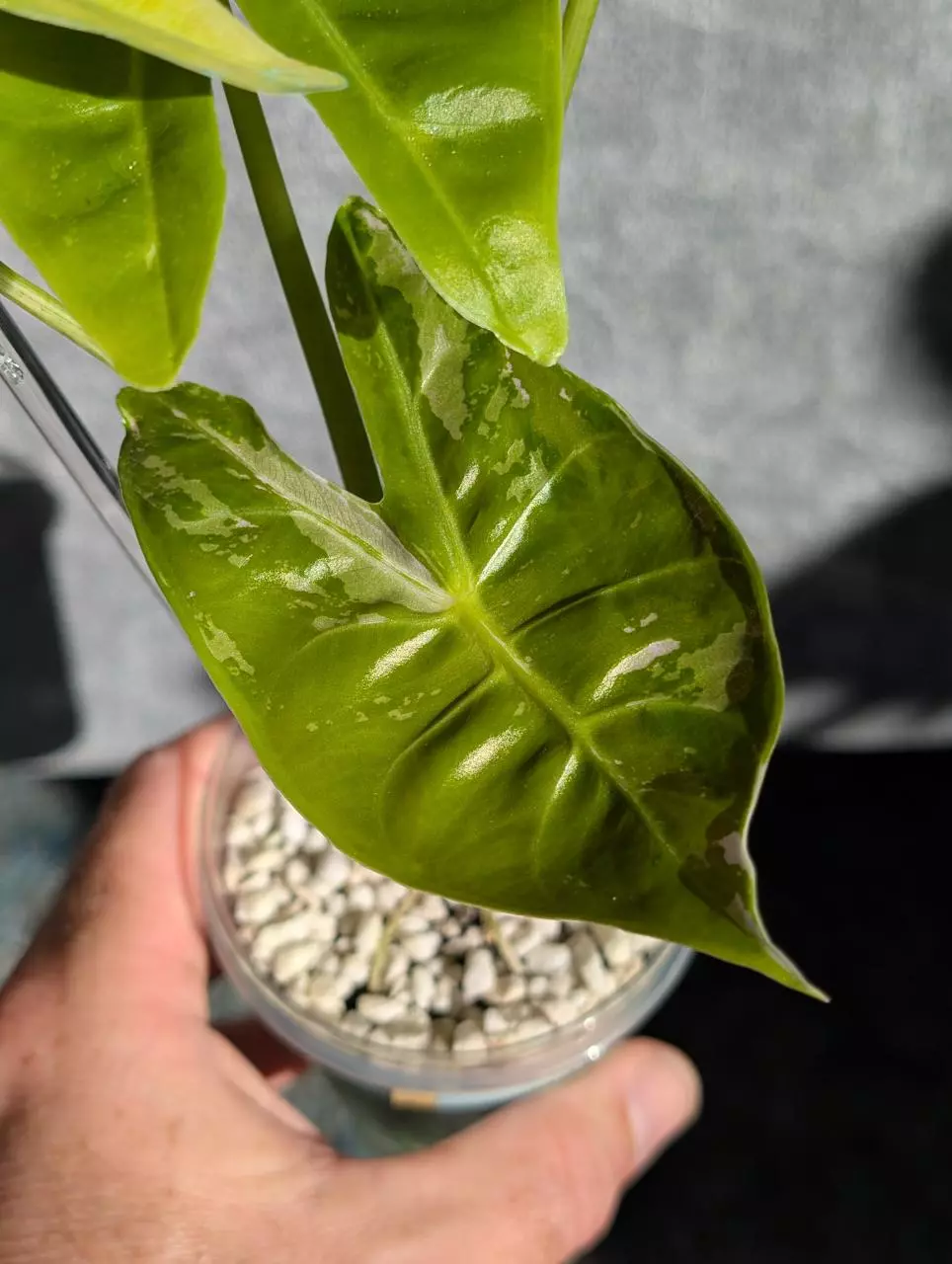 plant/Alocasia Longiloba Pink Back CORM-1