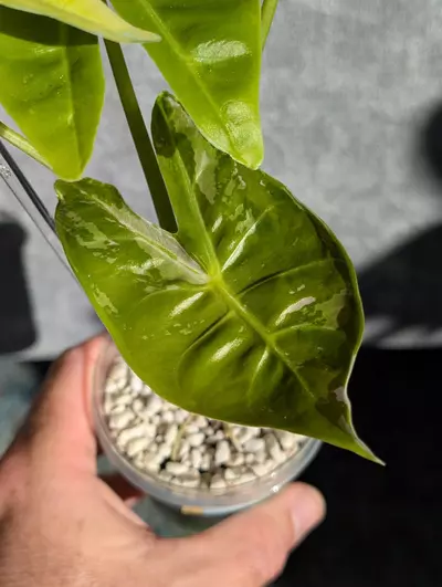 plant/Alocasia Longiloba Pink Back CORM-1-thumbnail