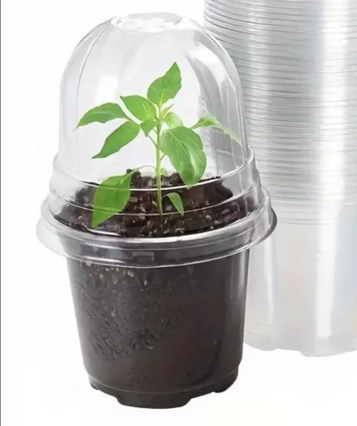 plant/12 Pack 3" Clear Pot with Dome-0