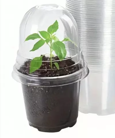 plant/12 Pack 3" Clear Pot with Dome-0-thumbnail
