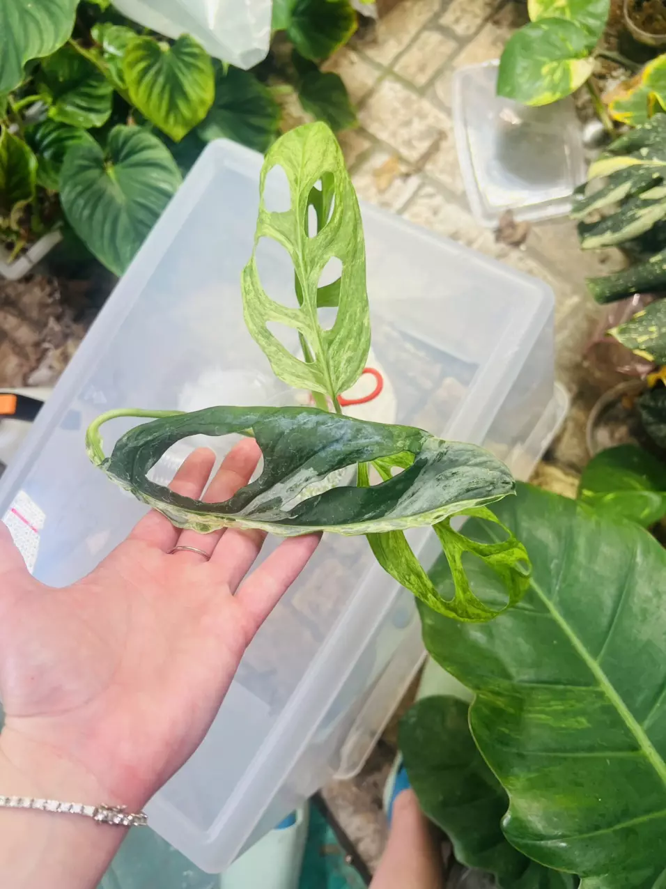 plant/Monstera Adansonii Blue Mint/Indo Mint (A)-1