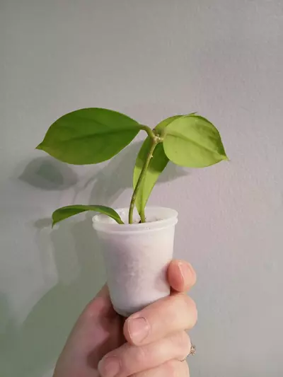 plant/Hoya Incrassata-2-thumbnail