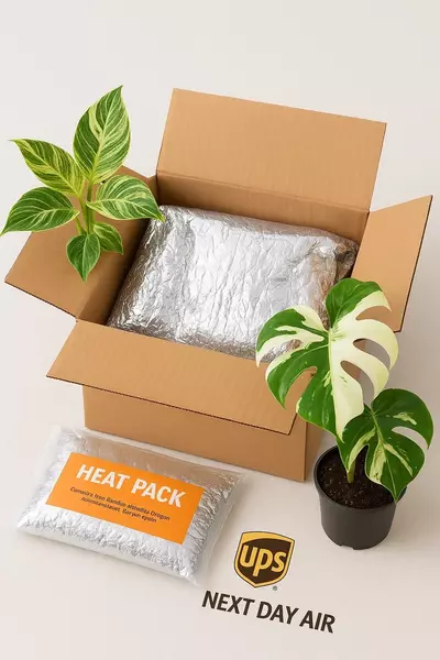 shipping_upgrade/MVP Protection & UPGRADE UPS next day air-1-thumbnail