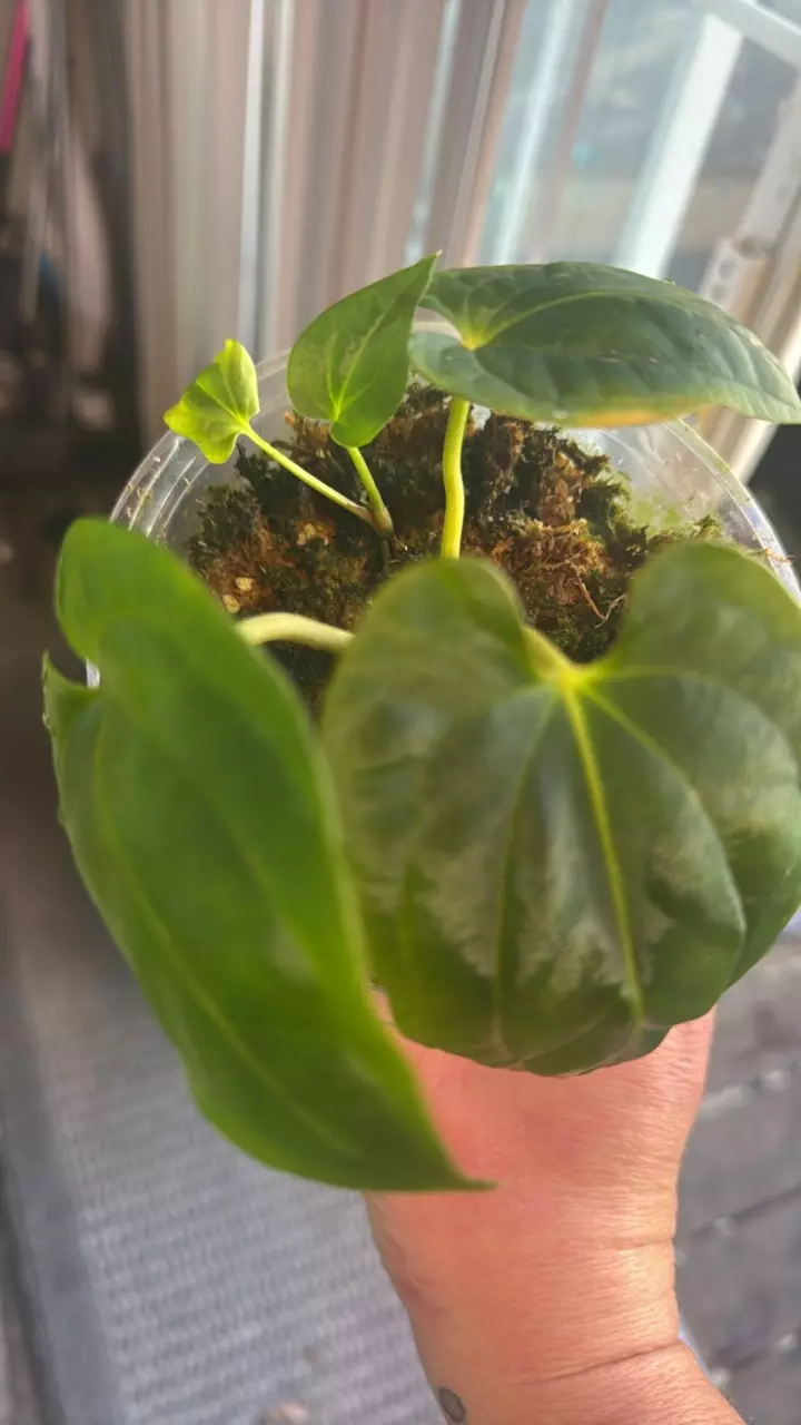 plant/RLFS X LG PAP seedling-0