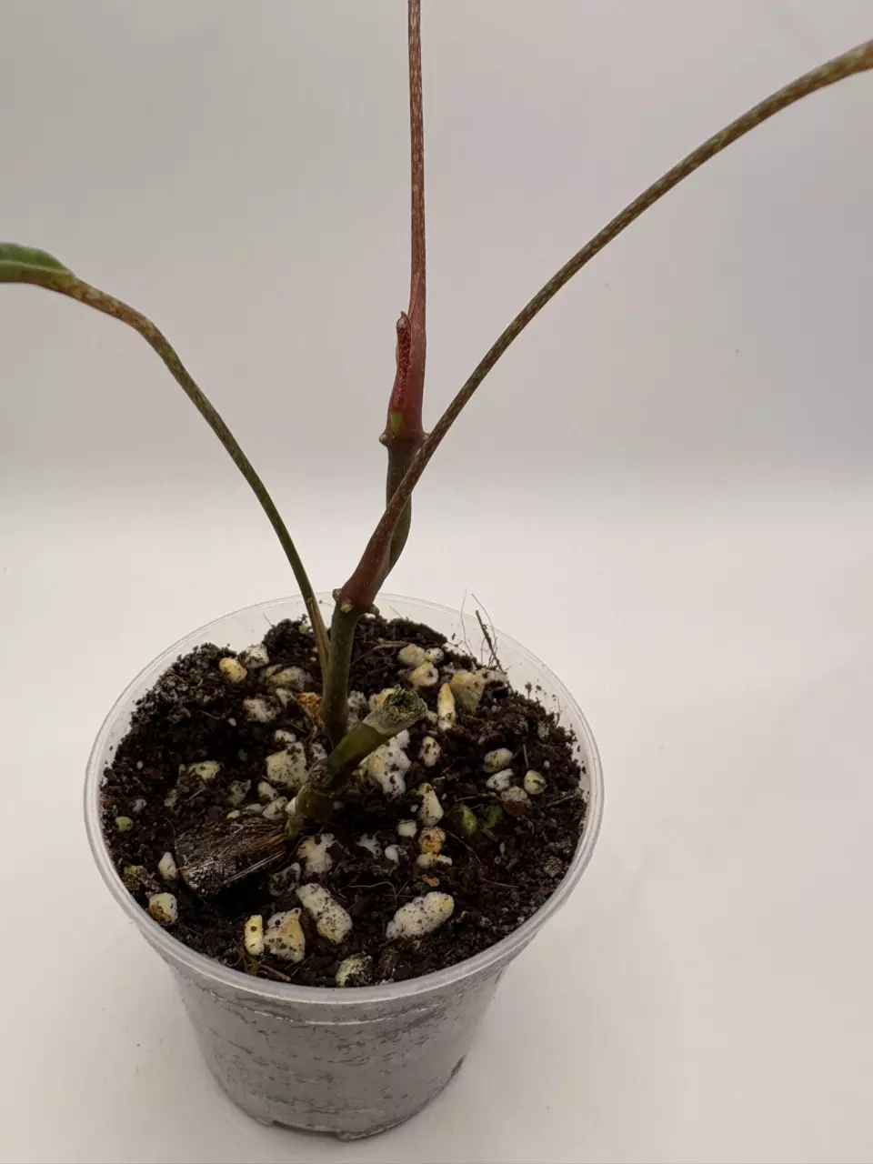 plant/Anthurium Cutucuense-2