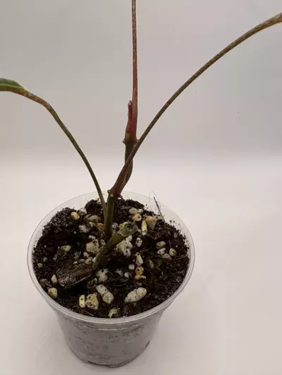 plant/Anthurium Cutucuense-2-thumbnail