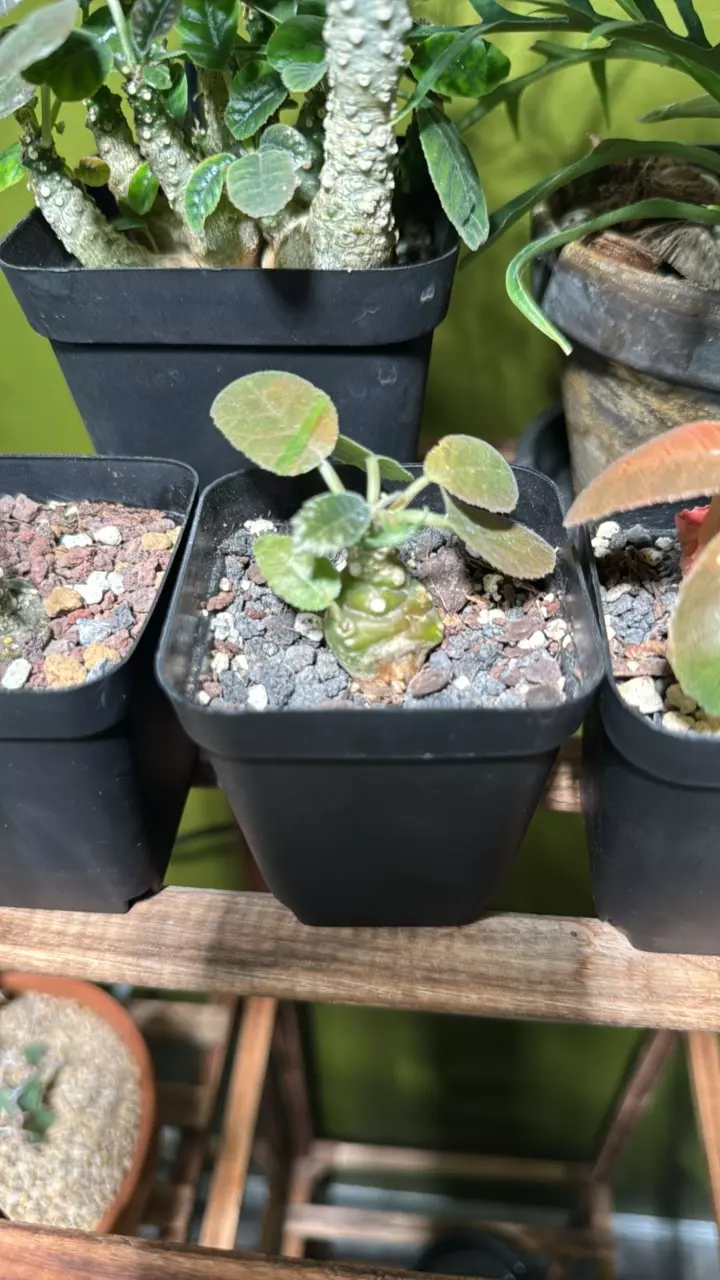 plant/Dorstenia Foetida-0