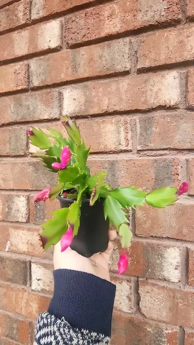 plant/Holiday cactus-0-thumbnail