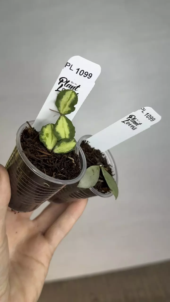 plant/PL1099: Kanyakumariana Var + FREE Lacunosa Silver Mint Coin-0