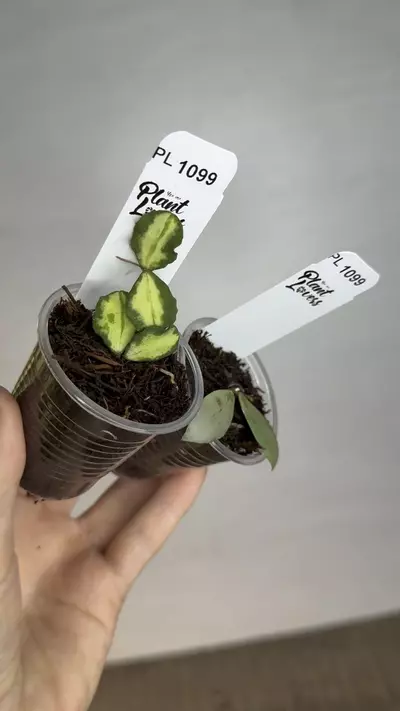 plant/PL1099: Kanyakumariana Var + FREE Lacunosa Silver Mint Coin-0-thumbnail