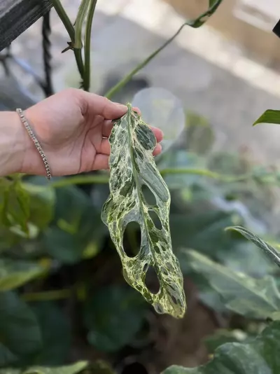 plant/Monstera Adansonii Blue Mint/Indo Mint (A)-5-thumbnail