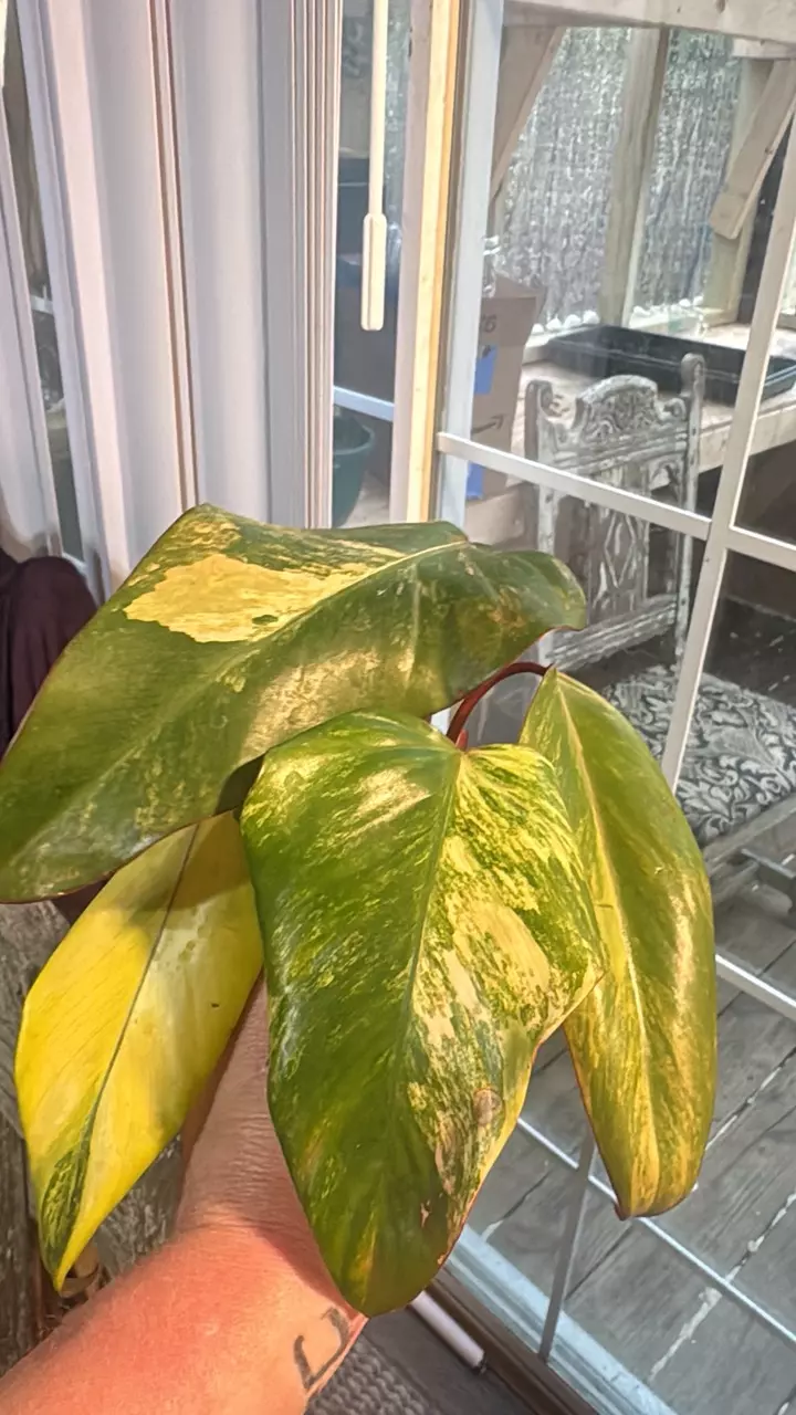 plant/Strawberry shake-0