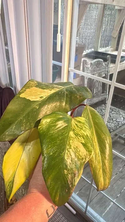 plant/Strawberry shake-0-thumbnail