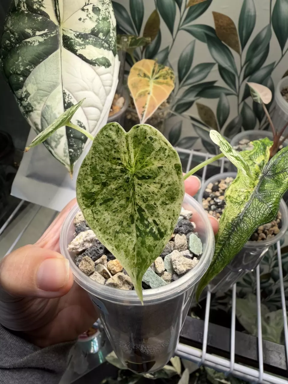 plant/Dragon Scale Mint pup! Corm grown! Mom in last pictures!-0