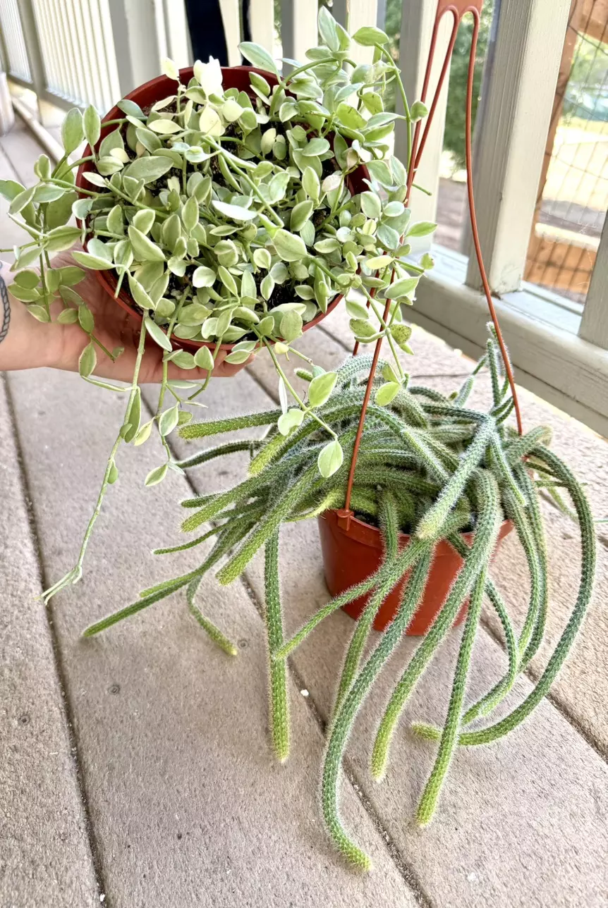 plant/6” Rattail Cactus + FREE 6” Variegated Cascading Dischidia-0