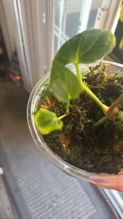 plant/RLFS X LG PAP seedling-1-thumbnail