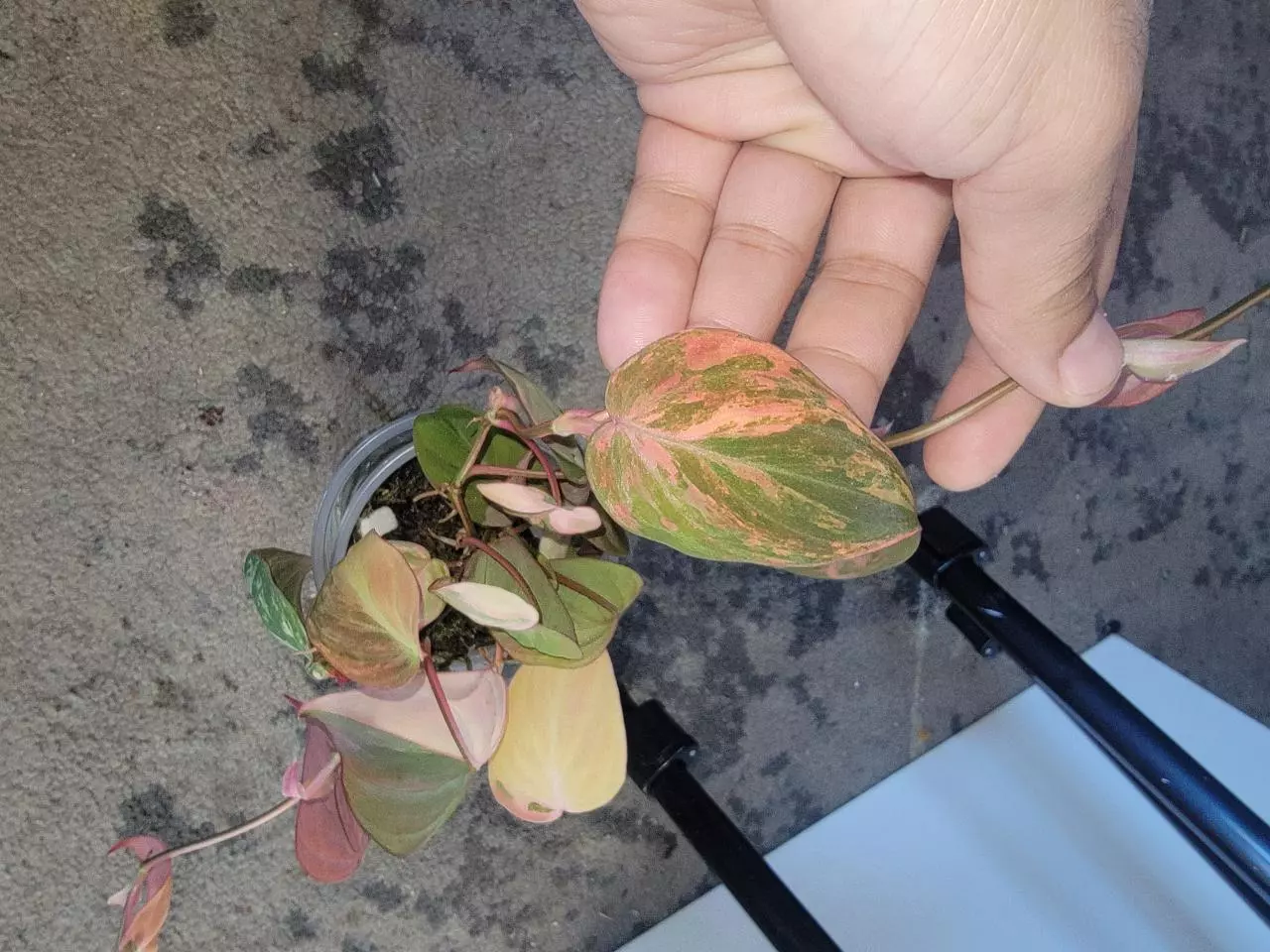 plant/Var mican aurea, 19 leafs-1