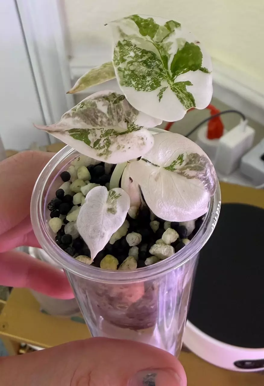 plant/True pink cuprea tc-0