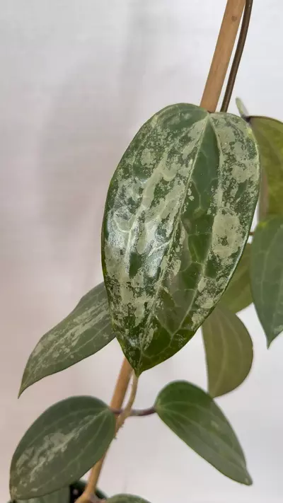 plant/PL1170: Lat Silver Indo + FREE Cryptic Chrome-0-thumbnail