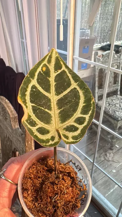 plant/Wonderboy anthurium-0-thumbnail