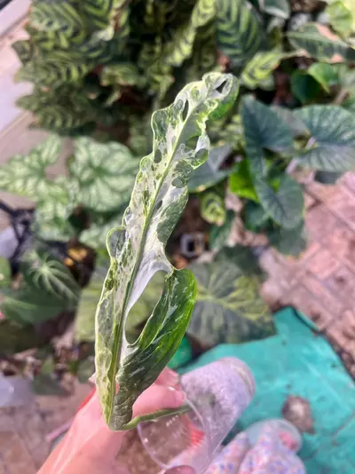 plant/Monstera Adansonii Blue Mint/Indo Mint (A)-7-thumbnail