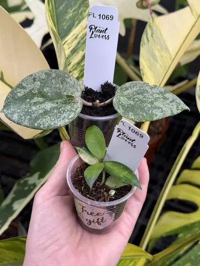 plant/PL1069: Hoya MRH + FREE Golden Flame Lacunosa-0-thumbnail