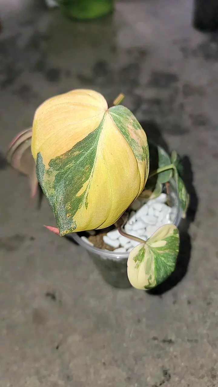 plant/Thai pink mican-0