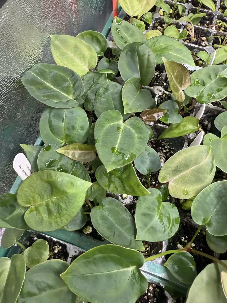 plant/Black Friday Seedling Bundle-0