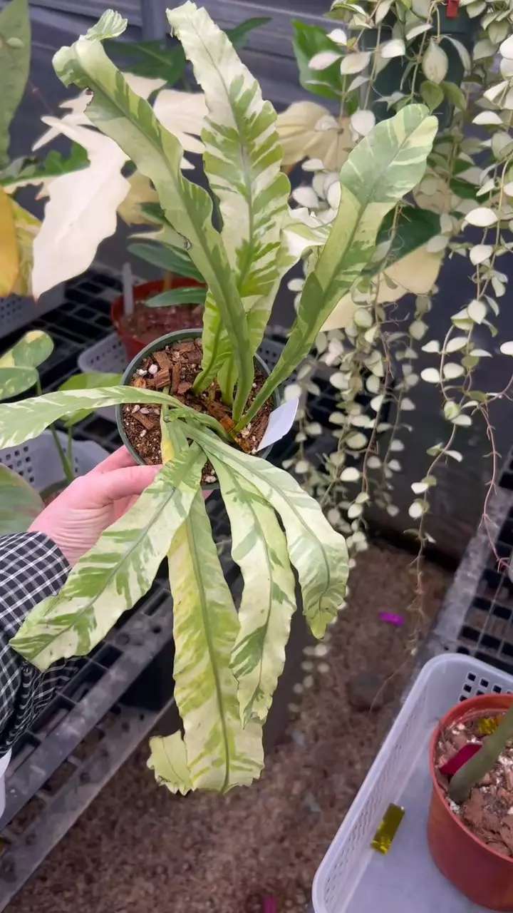 plant/PL1130: Variegated Birds Nest Fern + FREE Variegated ZZ-0