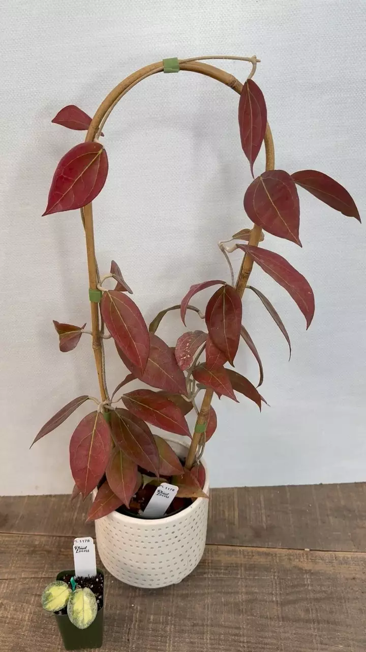 plant/PL1178: 4.5 Tequila Sunrise + FREE Argentea Princess-0