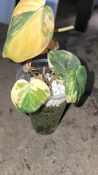 plant/Thai pink mican-1-thumbnail