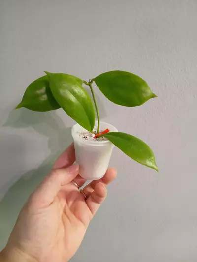 plant/Hoya Incrassata-1-thumbnail