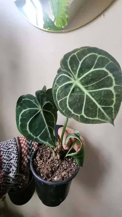 plant/Antherium-0-thumbnail